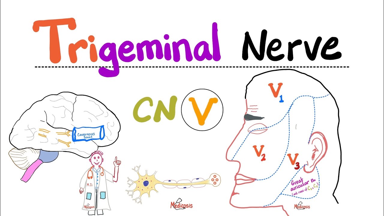 Trigeminal Nerve...5th Cranial Nerve (CN V) — Ophthalmic (V1 ...