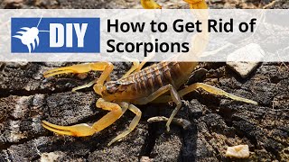 How to Get Rid of Scorpions