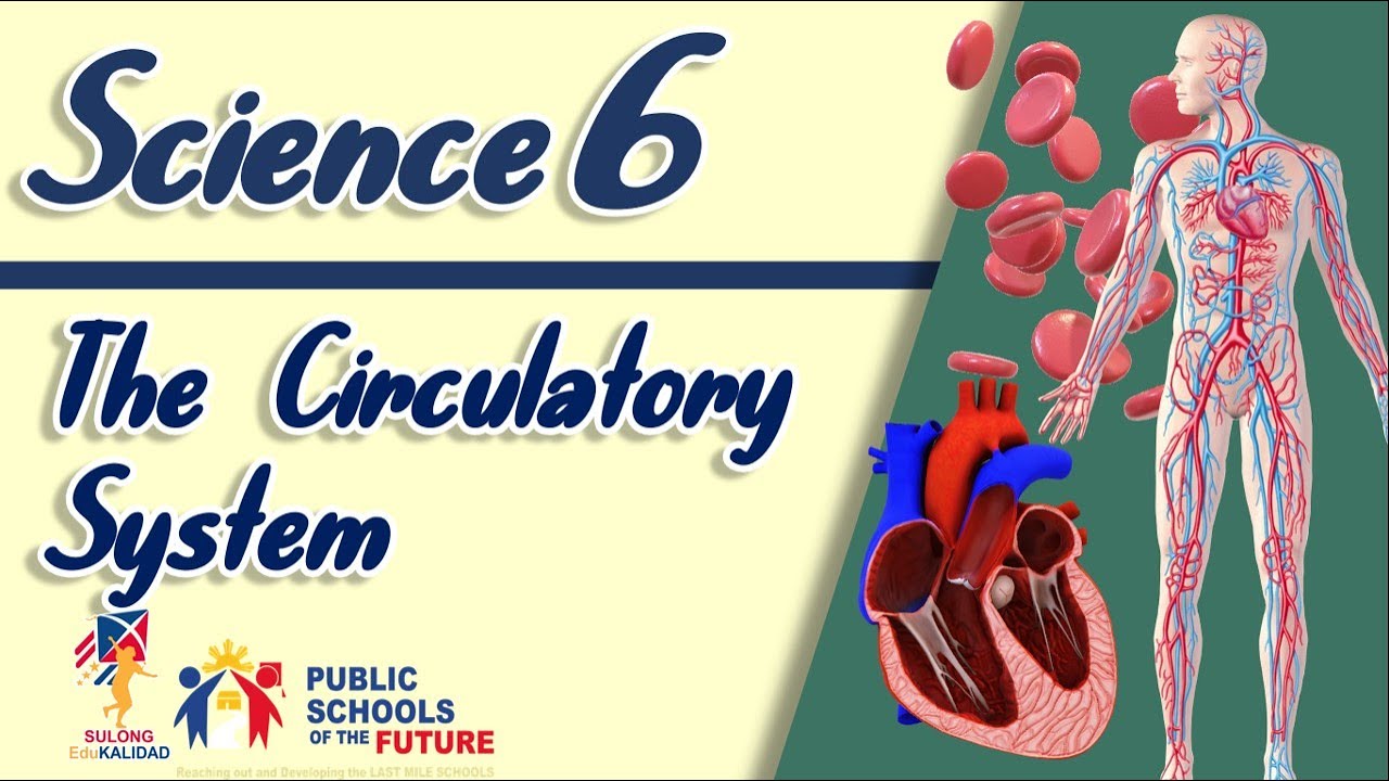 Circulatory System For Grade 6