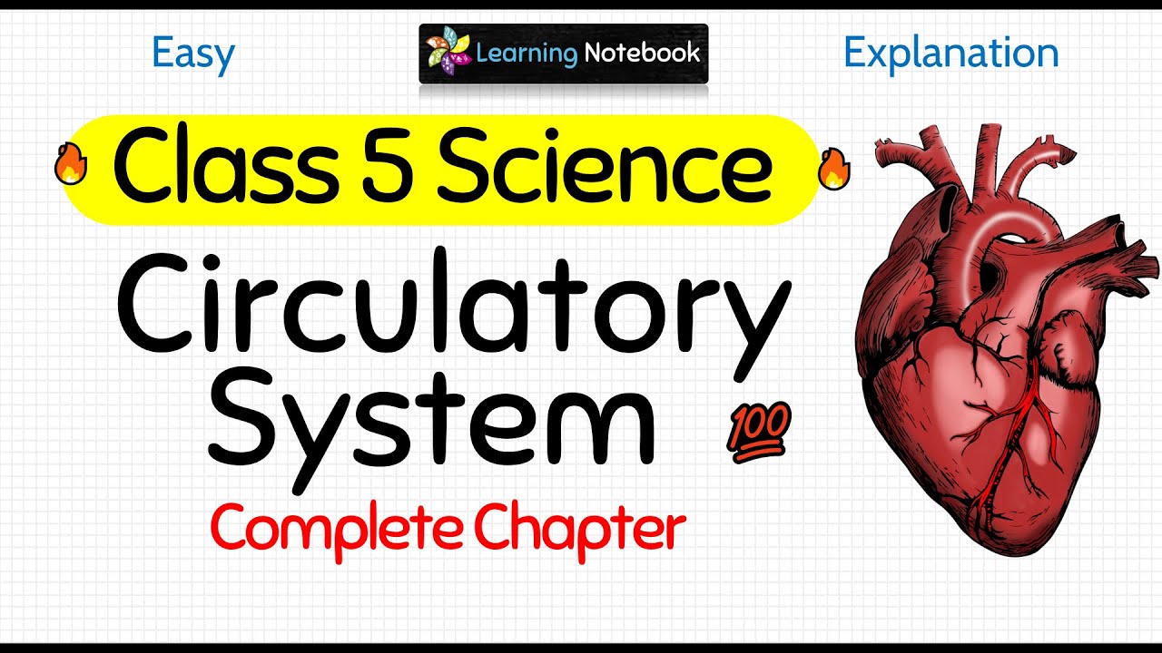 Class 5 Science Circulatory System - YouTube