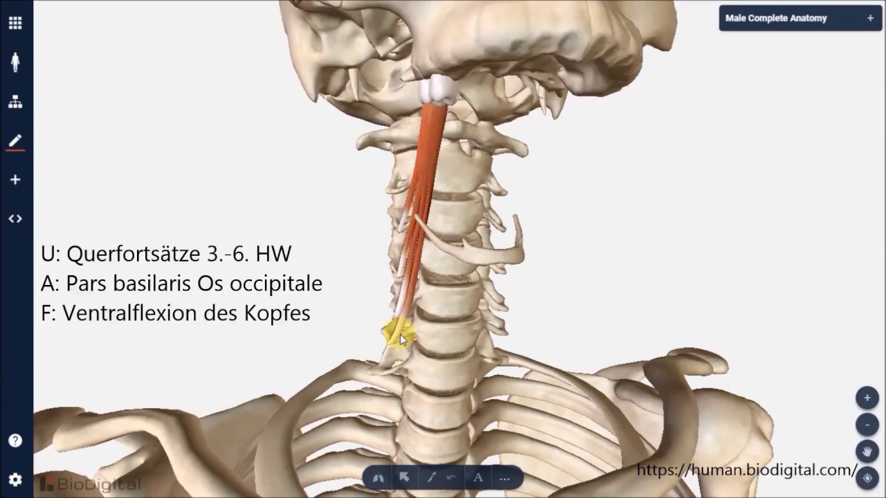 Longus Colli And Capitis Muscle