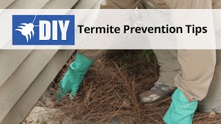 Termites Videos