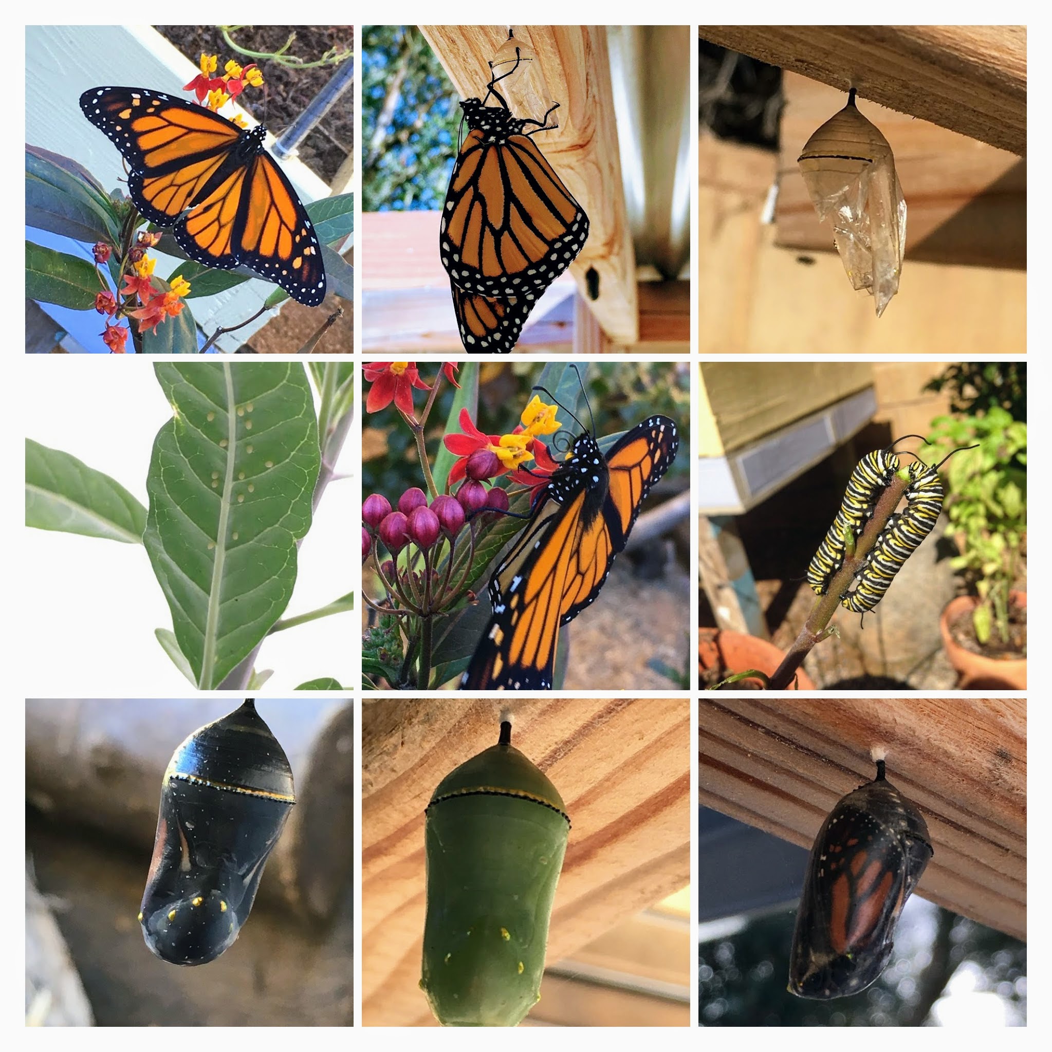 Monarch Butterflies Life Cycle