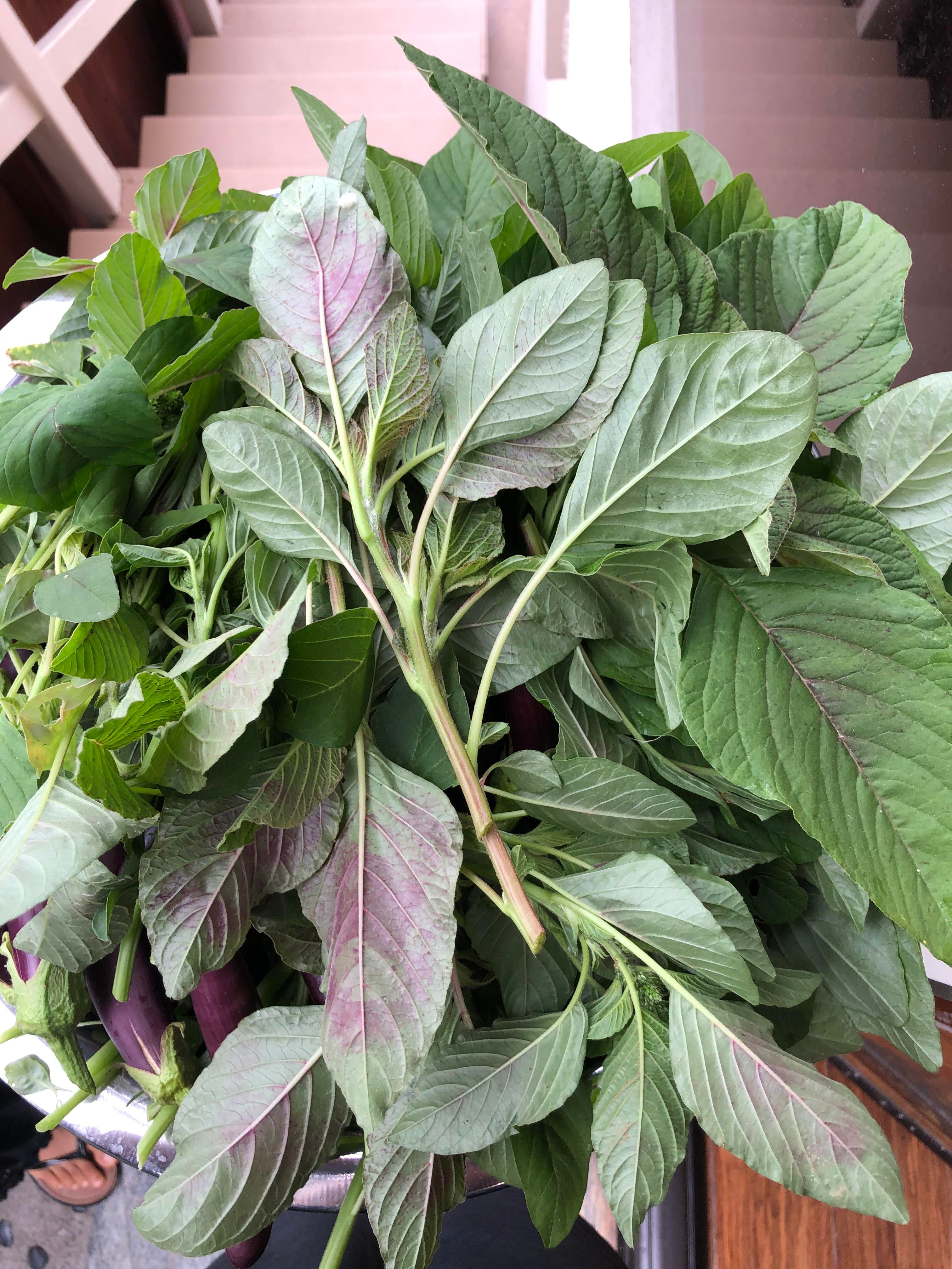 Daun pokok sambung nyawa boleh dijadikan ulam dalam menu makanan harian. Thankful In Socal For This Bunch Of Amaranth Leaves Perfect Ingredient For A Lentil Soup Or Xortha Salad Namaste Dining And Cooking