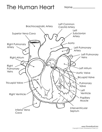 Human Heart Diagram - Black & White - Tim's Printables