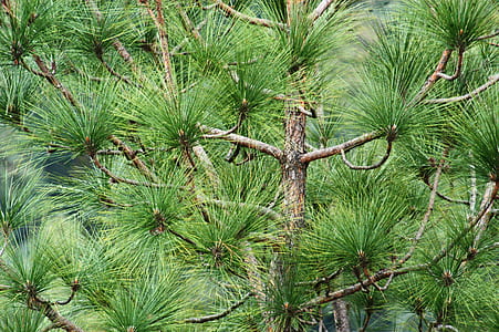 Tree With Green Leaves