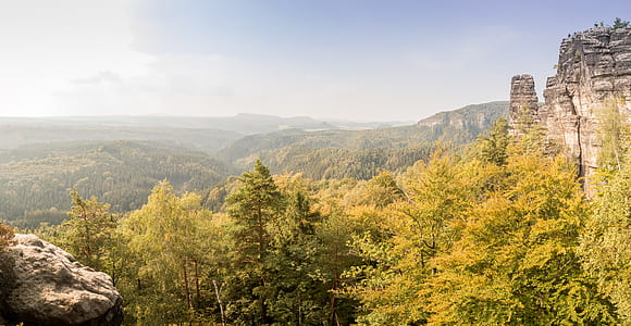 Green Field of Pine Tree