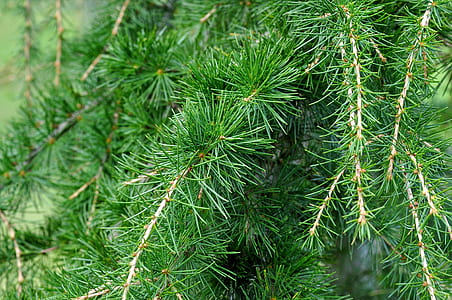 green pine tree