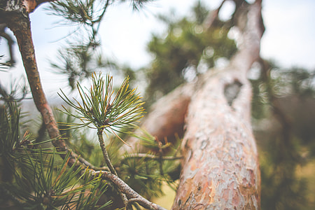 Conifer Tree Close Up