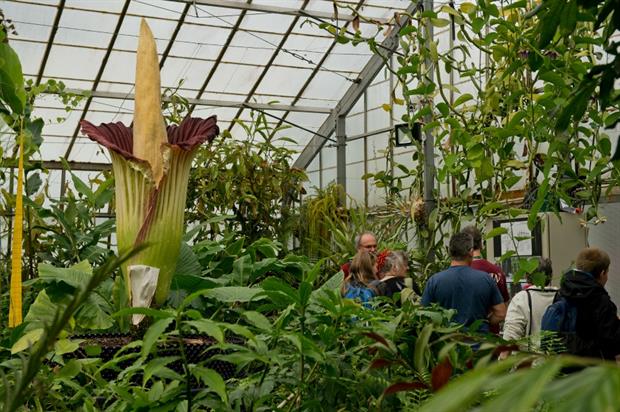 Royal Botanic Garden Edinburgh Jobs Home Garden