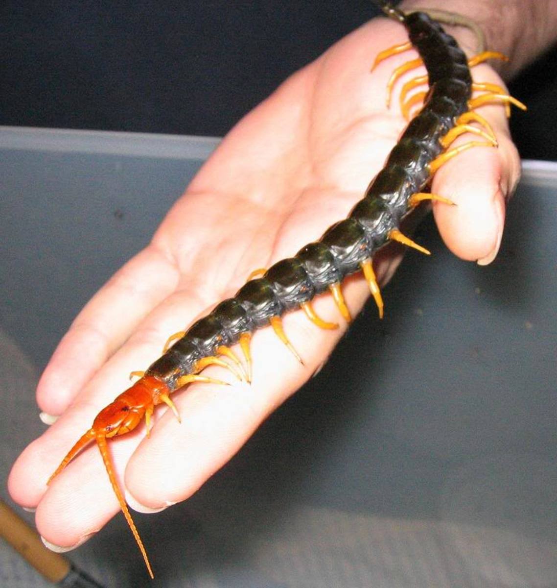 Big Centipedes in Hawaii How to Survive Them hubpages