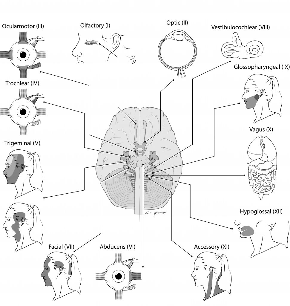 Cranial Nerves Assessment