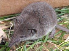 The stowaway shrew