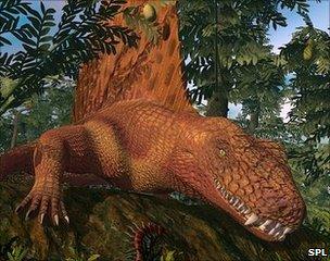 Dimetrodon (SPL)