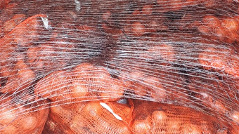 Hundreds of onions in netted bags stacked on top of each other.