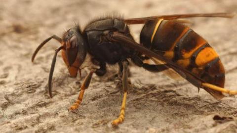 Side view of an Asian hornet in sand with yellow legs and a yellow and black body