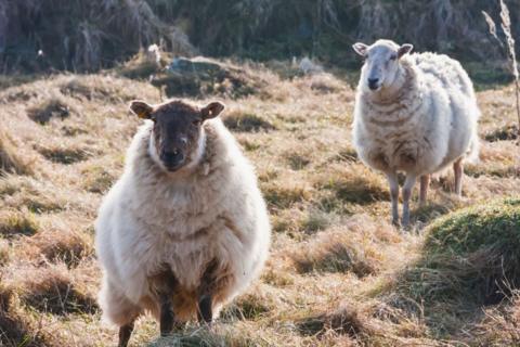 Two sheep are seen standing in a field