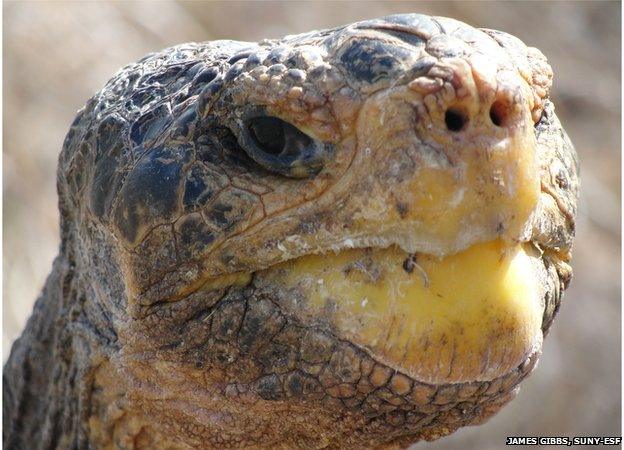 giant tortoise