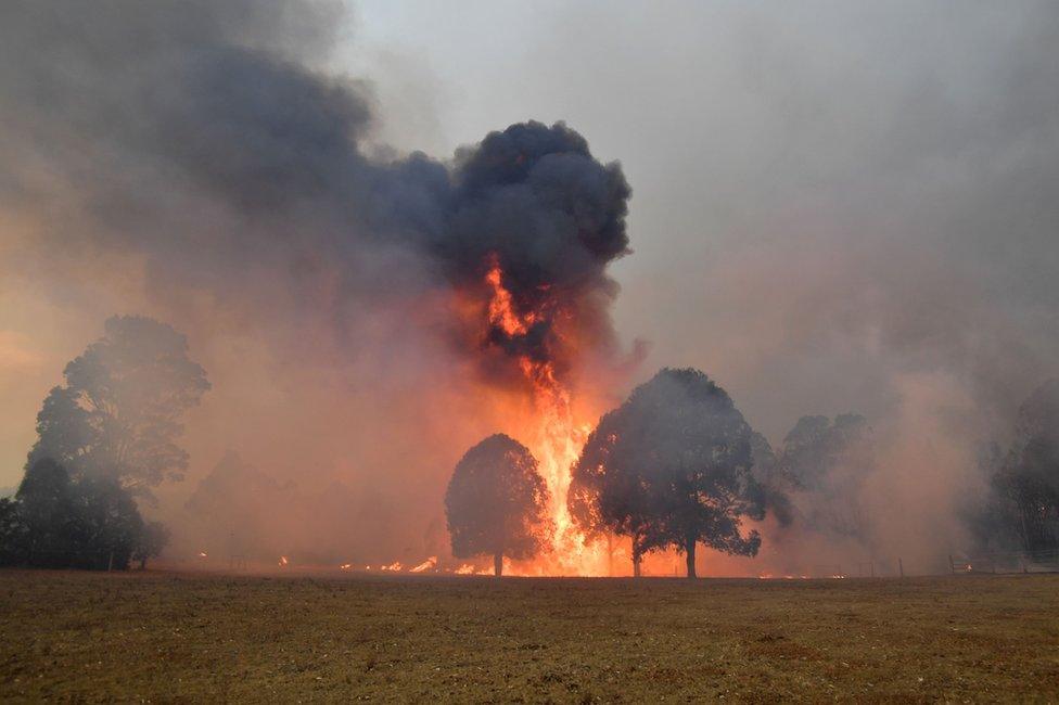 Smoke and flames rise from burning trees