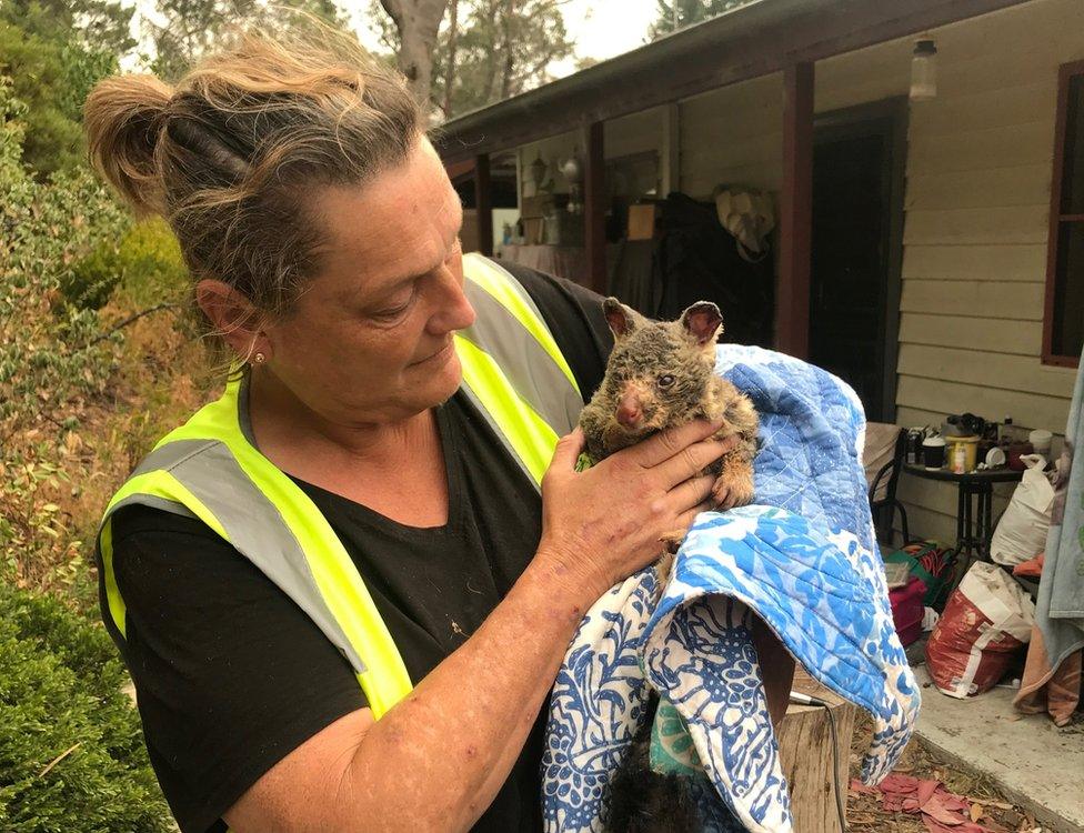 A volunteer holds a burnt brushtail possum