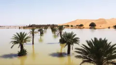 El desierto del Sahara fotografiado después de un año de fuertes lluvias.
