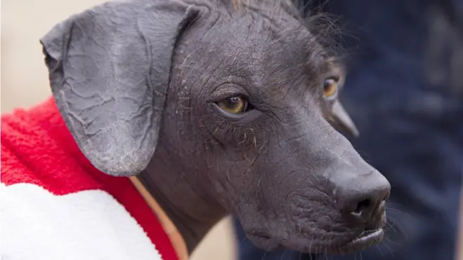 Perros sin pelo como Sumac fueron alguna vez parte clave de la cultura precolombina de Perú.