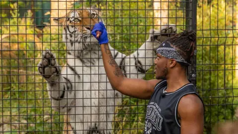 Paradise Wildlife Park KSI feeding a tiger at Paradise Wildlife Park