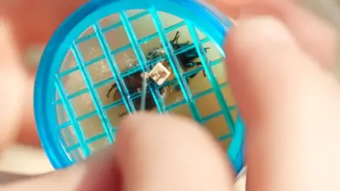 A tag being fitted onto a bee through a hole of a blue net top. The bee is on a soft surface underneath.