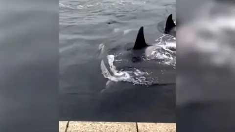 Two orca swimming alongside a harbour edge in grey waves