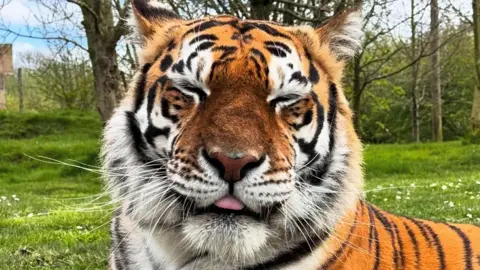 A tiger with its eyes squinting and its tongue sticking out looking straight into the camera. It is standing on a field with trees in the background.