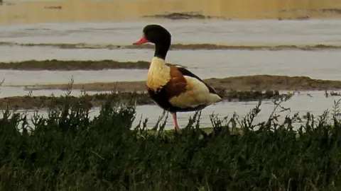 RSPB Duck at Poole Harbour