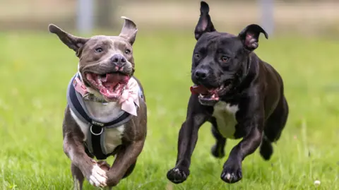 Two Staffordshire bull terriers play in the grass.