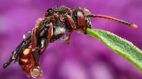 Armed nomad bee at Dry Sandford Pit nature reserve. It is sucking on a green leaf. It is photographed against a purple background, possibly a flower petal.