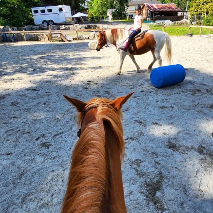 11 Reasons Why Horses Love To Eat Sugar Cubes