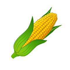 Corn