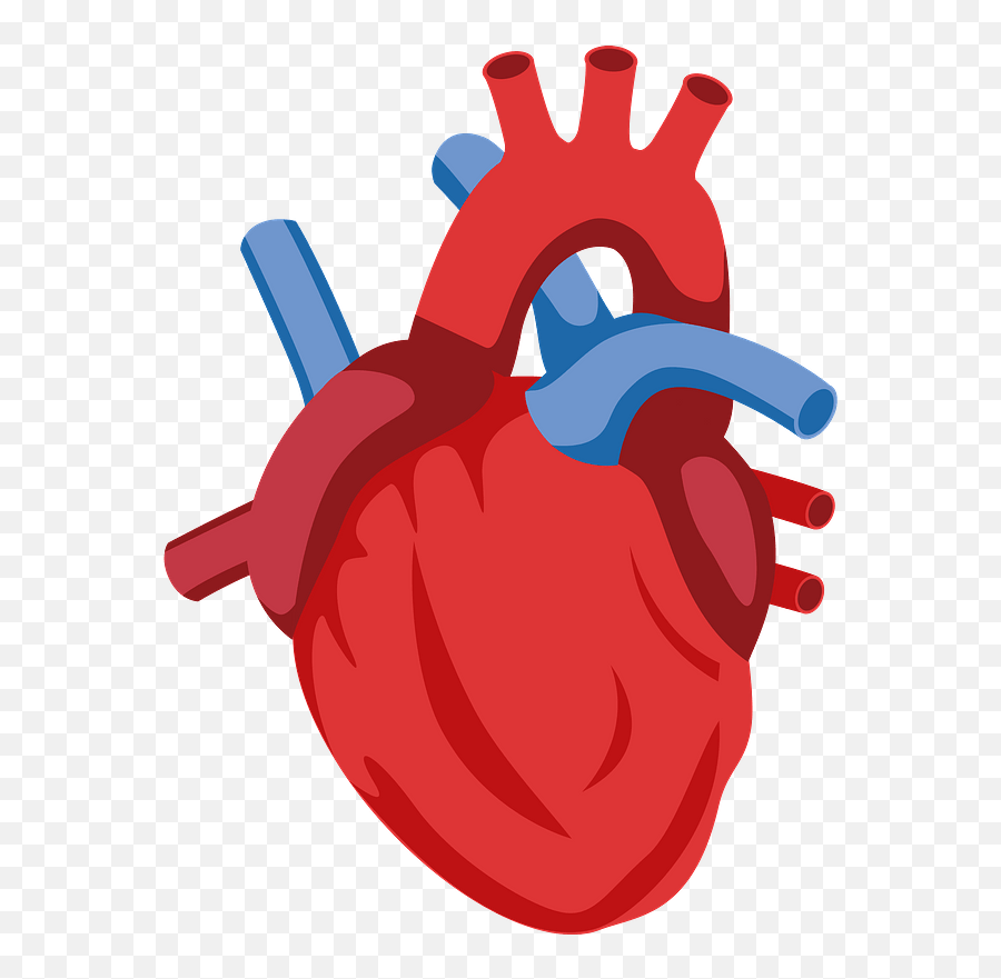 Human Heart Clipart Free Download Transparent Png Creazilla - Human ...