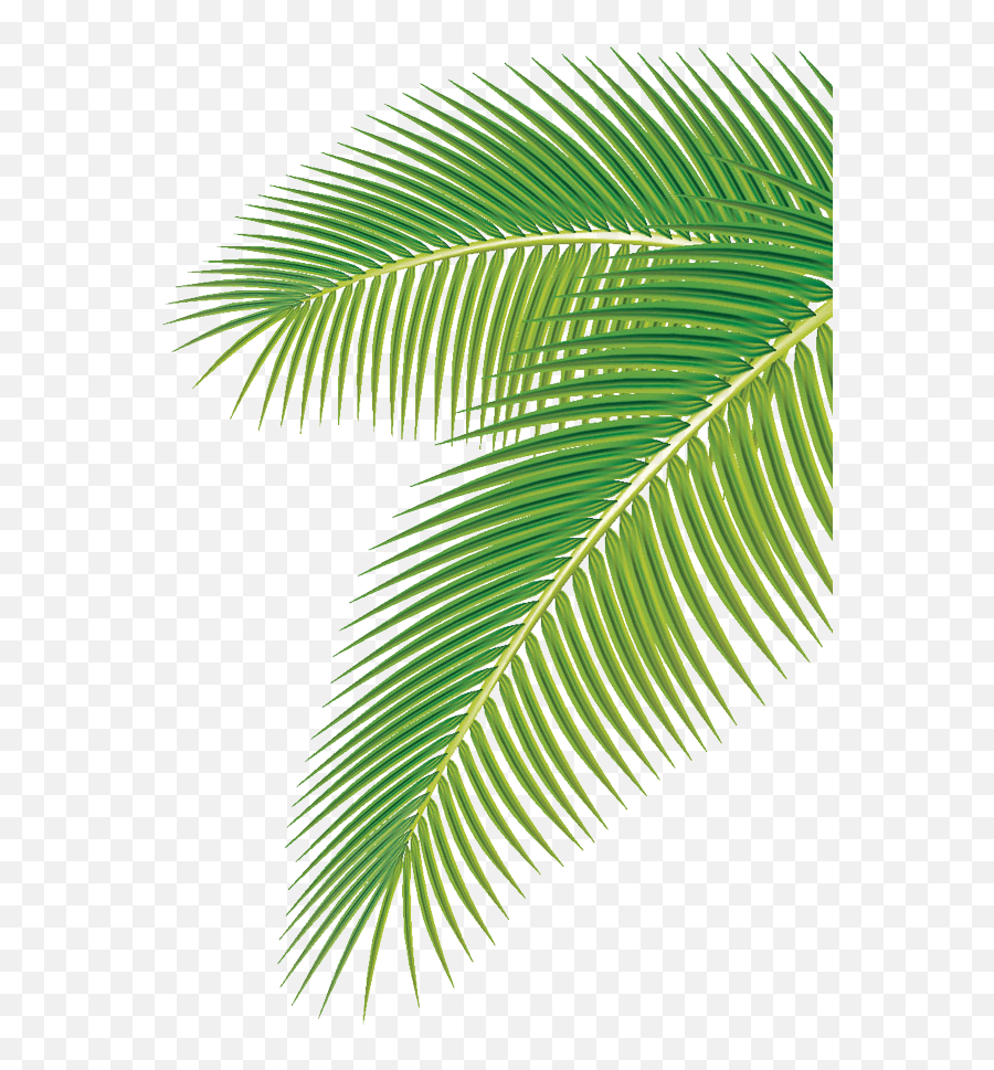 Palm Leaves Clipart Foliage Clipart Leaf Clipart Palm Leaf Art | The ...