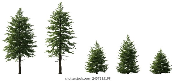 Abies concolor frontal set (the white, concolor, or Colorado fir) Pine-tree big tall tree isolated on a white background perfectly cutout Pine