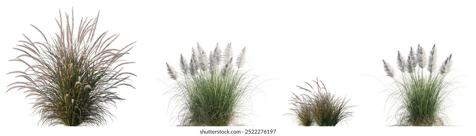 Pennisetum setaceum Rubrum и Cortaderia selloana Pumila трава карликовая пампа трава изолированные PNG на прозрачном фоне отлично вырезать высокое разрешение