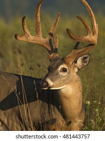 291 10 Point Buck Images, Stock Photos & Vectors | Shutterstock