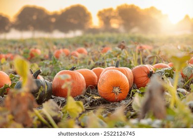 Beautiful pumpkin field in Germany, Europe. Halloween pumpkins on farm. Pumpkin patch on a sunny autumn morning during Thanksgiving time. Organic vegetable farming. Harvest season in October.