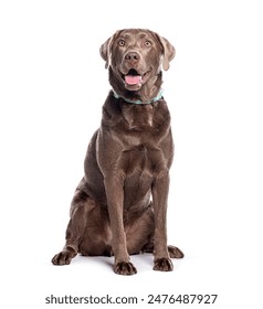 Chocolate labrador retriever dog wearing a collar  sitting and looking up panting with mouth open