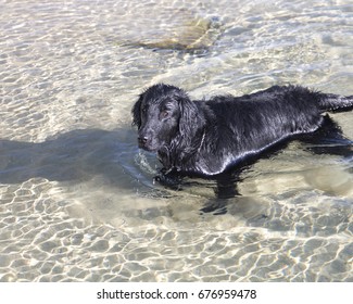 dog flat coat retriever domestic animal, dog, black, retriever, flat, flat-coated, coated, pedigreed, pedigree, canine, purebred, pet, doggy, pure-bred, splash, looking, fetch, brown, work, animal, ba