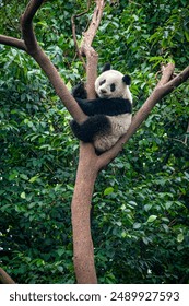 Giant panda bear climbing a tree