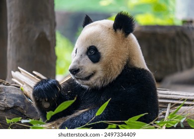 Giant panda eating bamboo at Dujiangyan Panda Base, Sichuan, China.