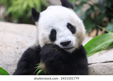 Giant Panda Leisurely Munching Bamboo Shoots