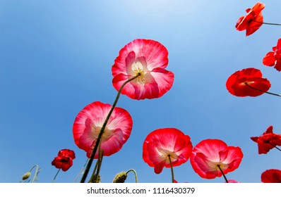 733 Shirley poppy Images, Stock Photos & Vectors | Shutterstock