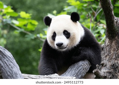 Male Panda, returned from USA, Xiao Qi Ji, Wolong Giant Panda Nature Reserve, Shenshuping, China