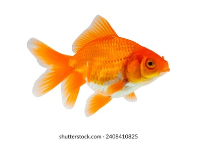 Oranda goldfish isolated on white background close up