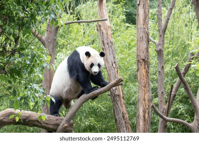 Sweet female Panda, Rui Rui, Relaxing on the tree, Wolong Giant Panda Nature Reserve, Shenshuping, China